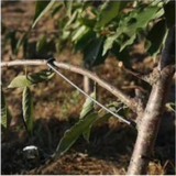 20 PCS Fruit Tree Branch Puller for Garden Farm