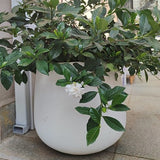 Extra Large Pot for Outdoor Plants - White D:1100mm H: 1000mm - OzSupply - Hardware, Spare Parts, Accessories
